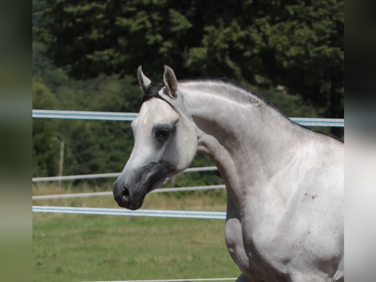 Arabian horses Stallion Grey in Gem&#xFC;nden (Felda)