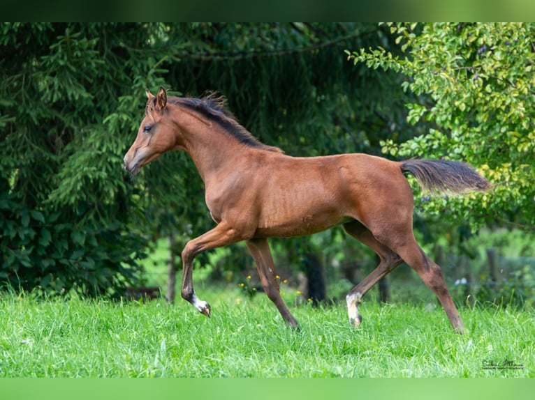Arabian horses Stallion Grey in Gem&#xFC;nden (Felda)