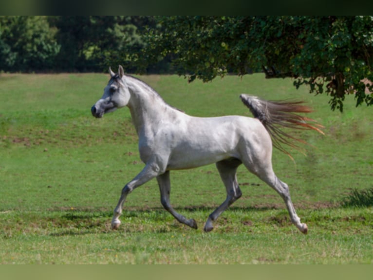 Arabian horses Stallion Grey in Gem&#xFC;nden (Felda)