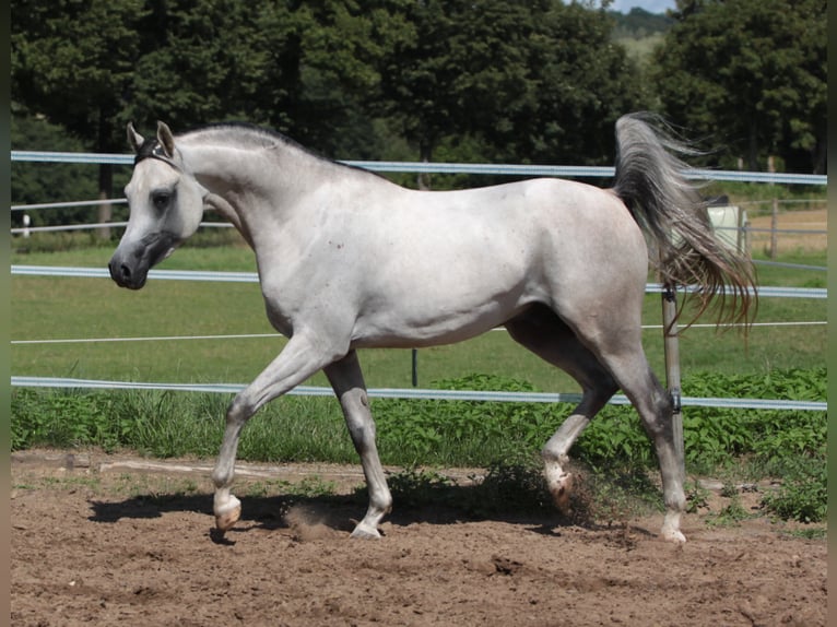 Arabian horses Stallion Grey in Gem&#xFC;nden (Felda)
