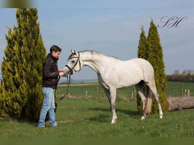 Arabian horses Stallion Grey in Gem&#xFC;nden (Felda)