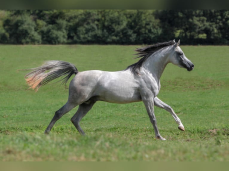 Arabian horses Stallion Grey in Gem&#xFC;nden (Felda)