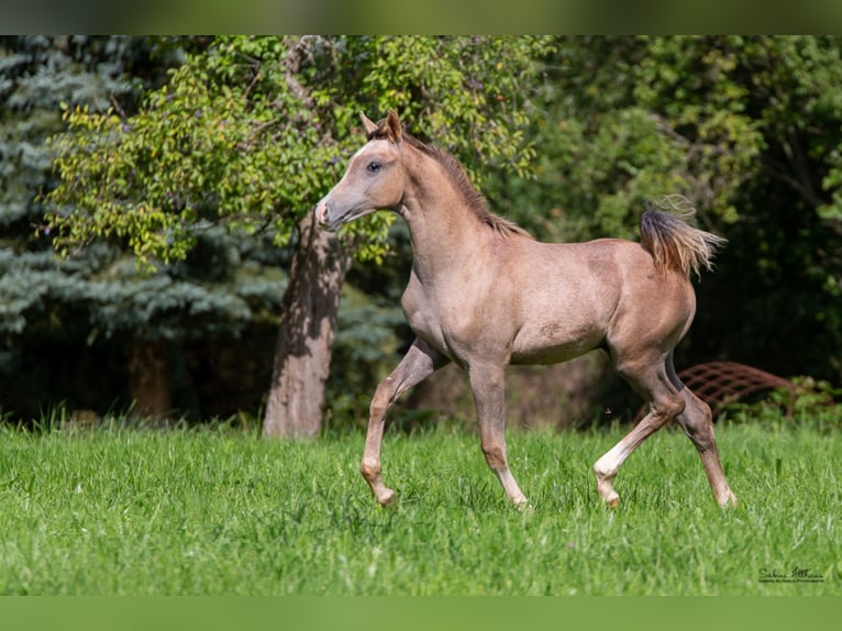 Arabian horses Stallion Grey in Gem&#xFC;nden (Felda)