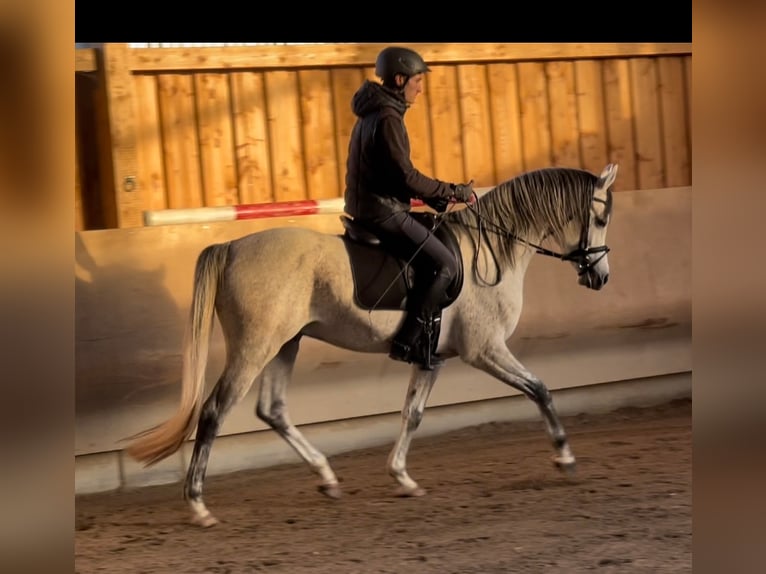 Arabian horses Stallion Grey in Gem&#xFC;nden (Felda)