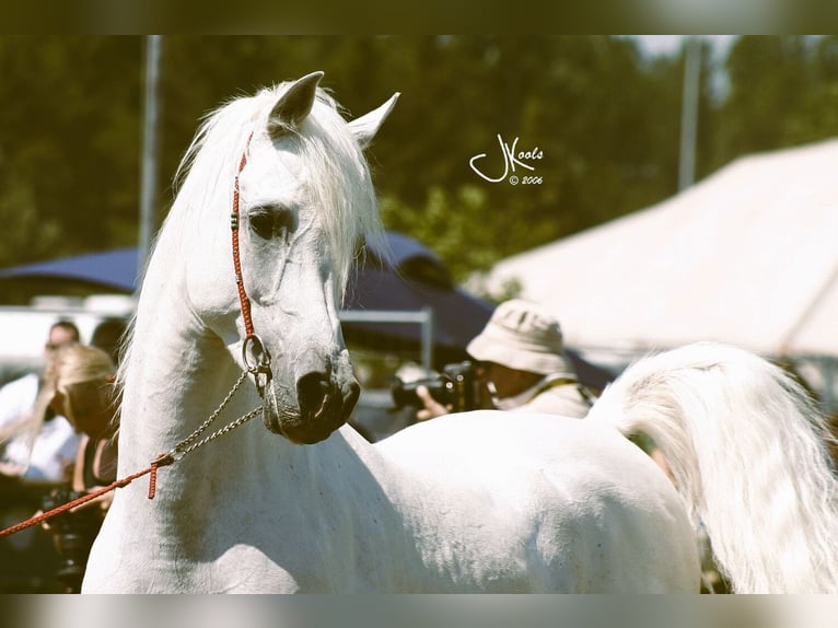 Arabian horses Stallion Grey in Honsem