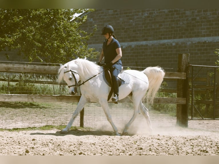 Arabian horses Stallion Grey in Honsem