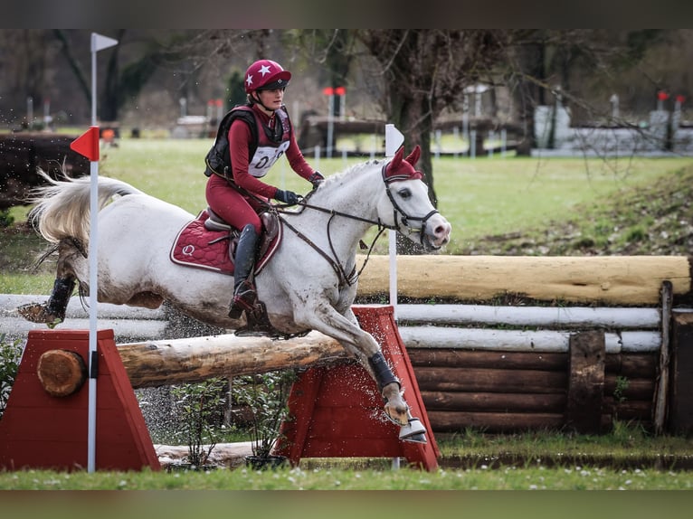 Arabian horses Stallion Grey in S&#xF6;ll