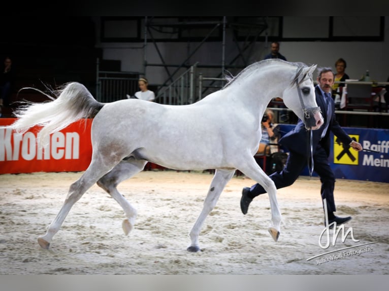 Arabian horses Stallion Grey in S&#xF6;ll