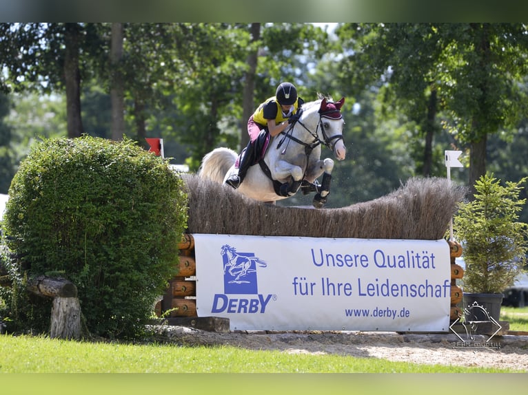 Arabian horses Stallion Grey in S&#xF6;ll