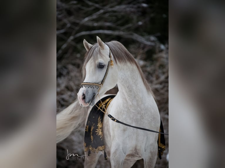 Arabian horses Stallion Grey in S&#xF6;ll