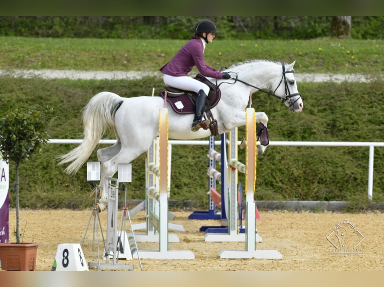 Arabian horses Stallion Grey in S&#xF6;ll