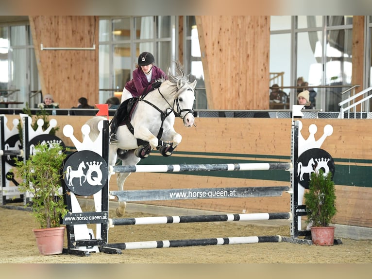 Arabian horses Stallion Grey in S&#xF6;ll