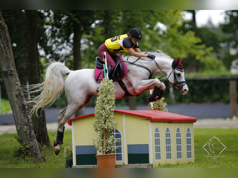 Arabian horses Stallion Grey in S&#xF6;ll