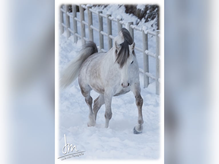 Arabian horses Stallion Grey in S&#xF6;ll