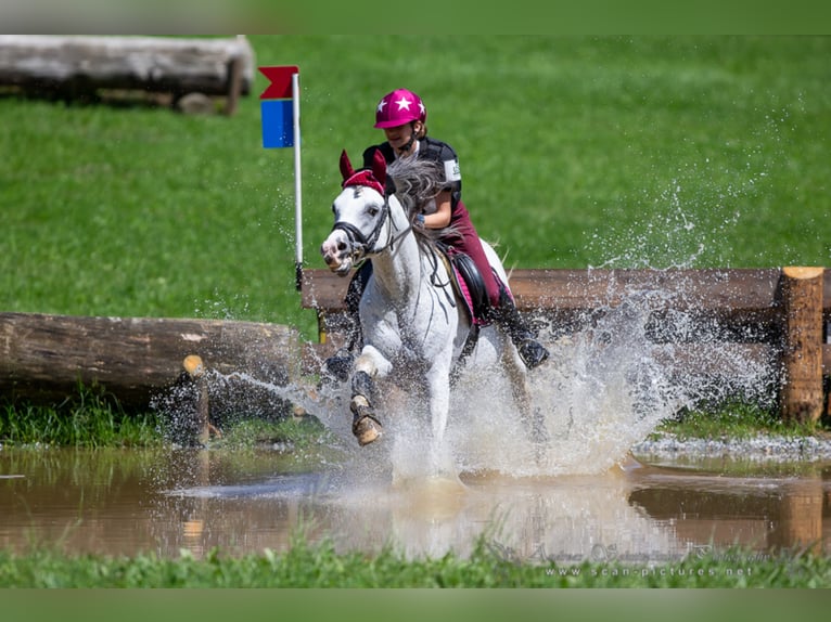 Arabian horses Stallion Grey in S&#xF6;ll