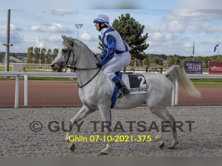 Arabian horses Stallion Grey-Fleabitten in Meerdonk