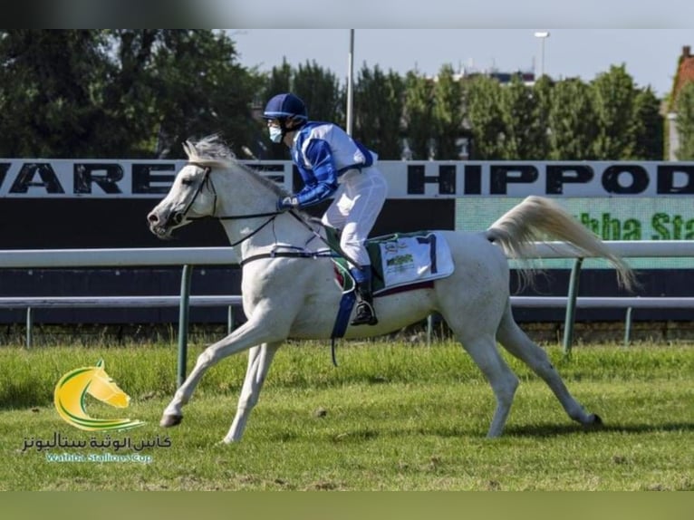 Arabian horses Stallion Grey-Fleabitten in Meerdonk