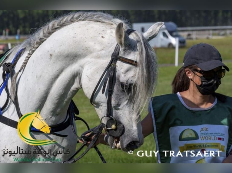 Arabian horses Stallion Grey-Fleabitten in Meerdonk