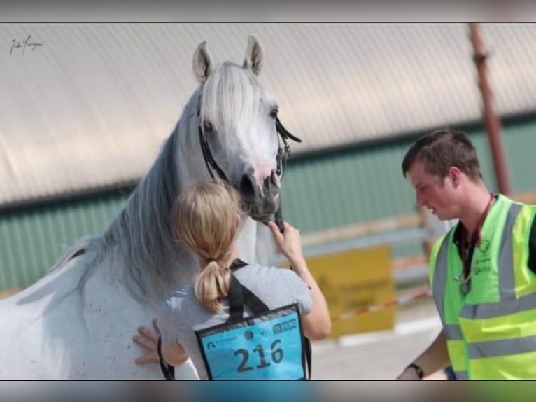Arabian horses Stallion Grey-Fleabitten in Meerdonk