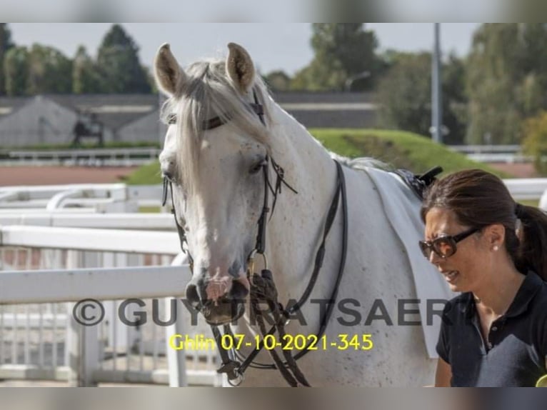 Arabian horses Stallion Grey-Fleabitten in Meerdonk