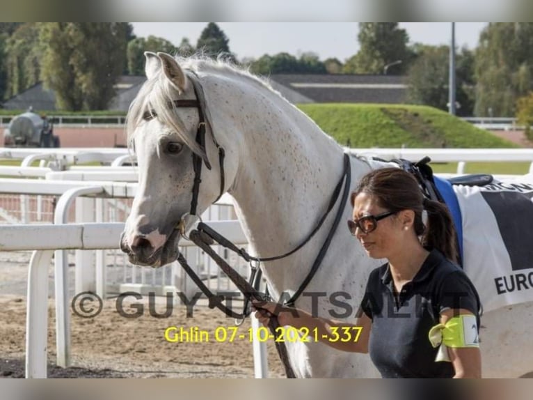 Arabian horses Stallion Grey-Fleabitten in Meerdonk