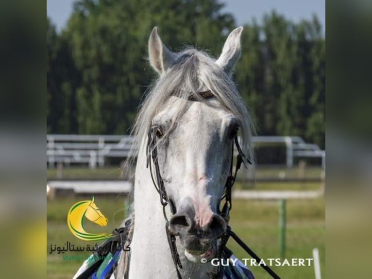 Arabian horses Stallion Grey-Fleabitten in Meerdonk