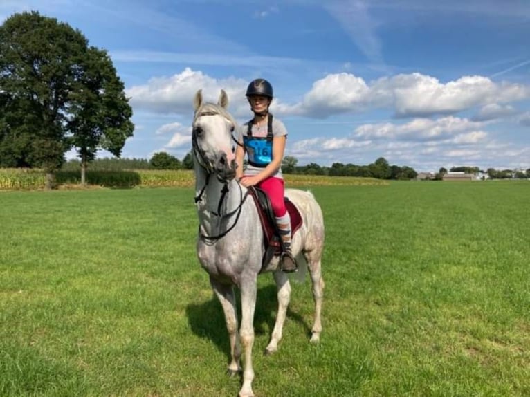 Arabian horses Stallion Grey-Fleabitten in Meerdonk