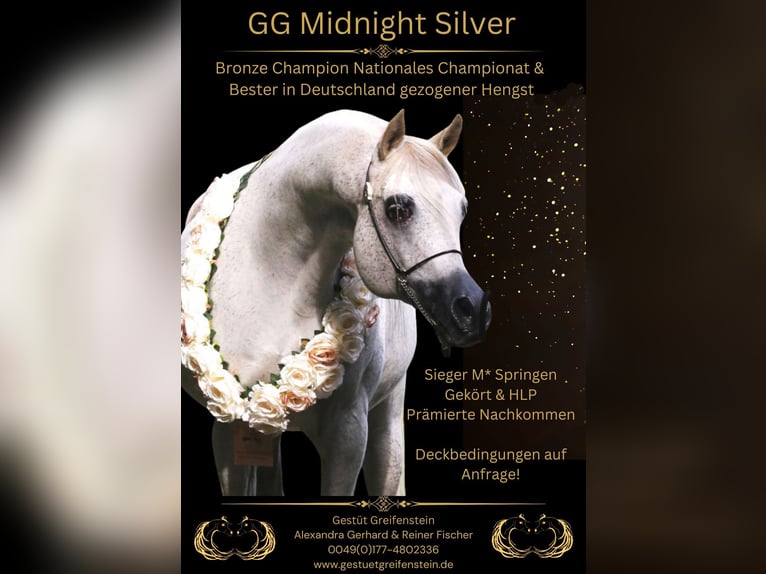 Arabian horses Stallion Grey in Leun