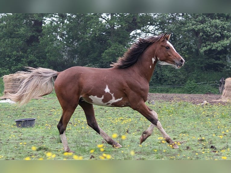 Arabian horses Stallion Sabino in GOVEN