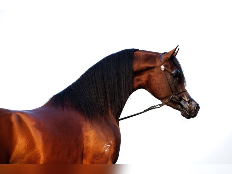 Arabian horses Stallion in Zuidoostbeemster