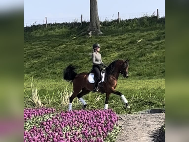 Arabian horses Stallion in Zuidoostbeemster