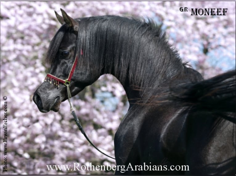 Arabian horses Stallion in Monheim