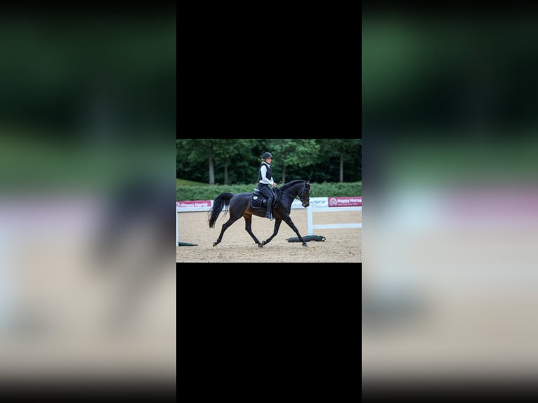 Arabian horses Stallion Smoky-Black in Ingolstadt