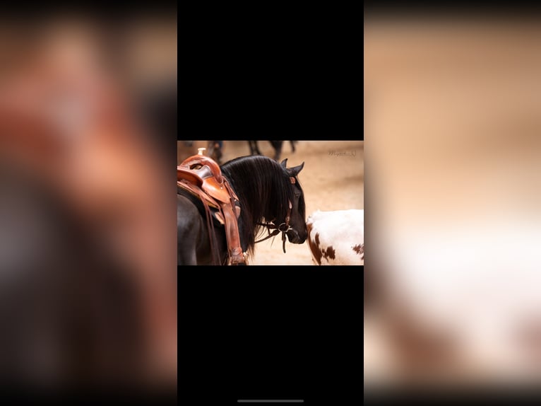 Arabian horses Stallion Smoky-Black in Ingolstadt