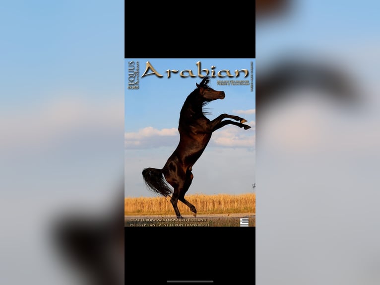 Arabian horses Stallion Smoky-Black in Ingolstadt