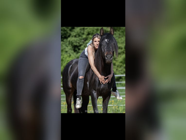 Arabian horses Stallion Smoky-Black in Ingolstadt