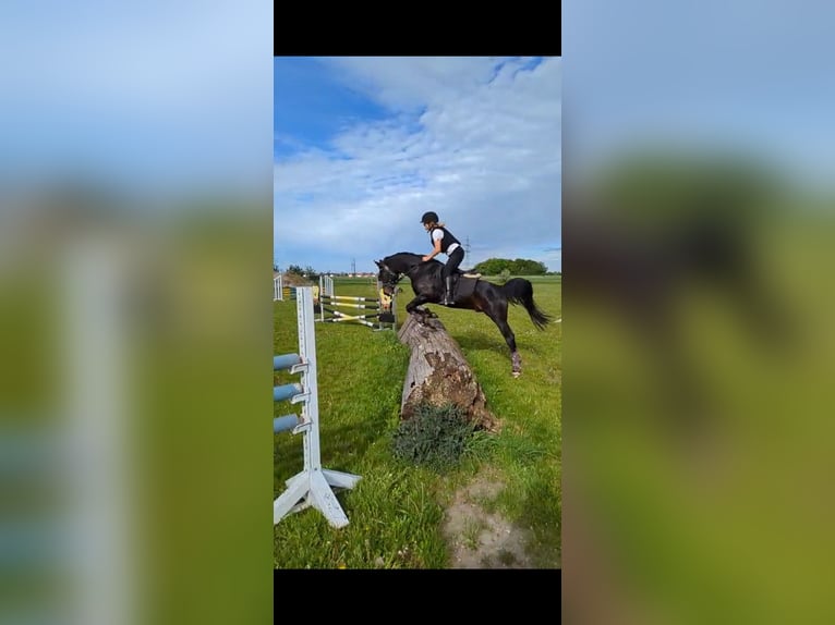 Arabian horses Stallion Smoky-Black in Ingolstadt