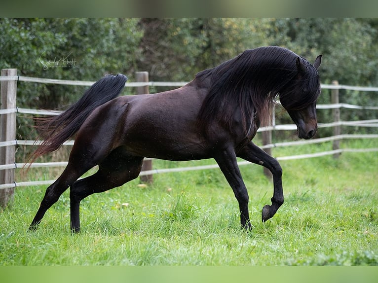 Arabian horses Stallion Smoky-Black in Ingolstadt