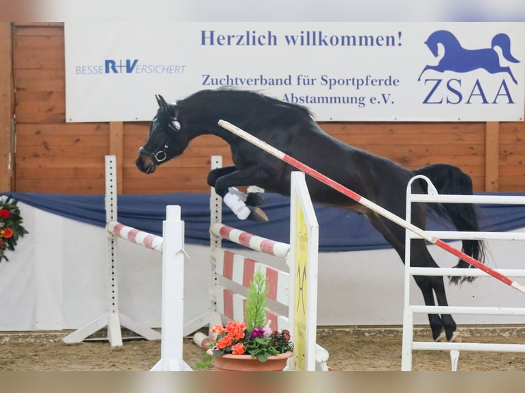 Arabian horses Stallion Smoky-Black in Ingolstadt