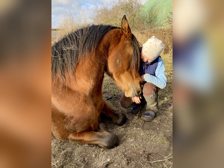 Arabian Partbred Gelding 10 years 14,1 hh Brown in Osterr&#xF6;nfeld