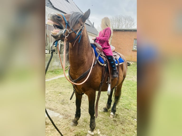 Arabian Partbred Gelding 10 years 14,1 hh Brown in Osterr&#xF6;nfeld