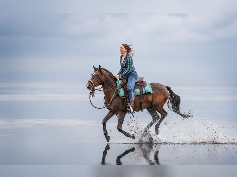 Arabian Partbred Gelding 10 years 14,1 hh Brown in Osterr&#xF6;nfeld