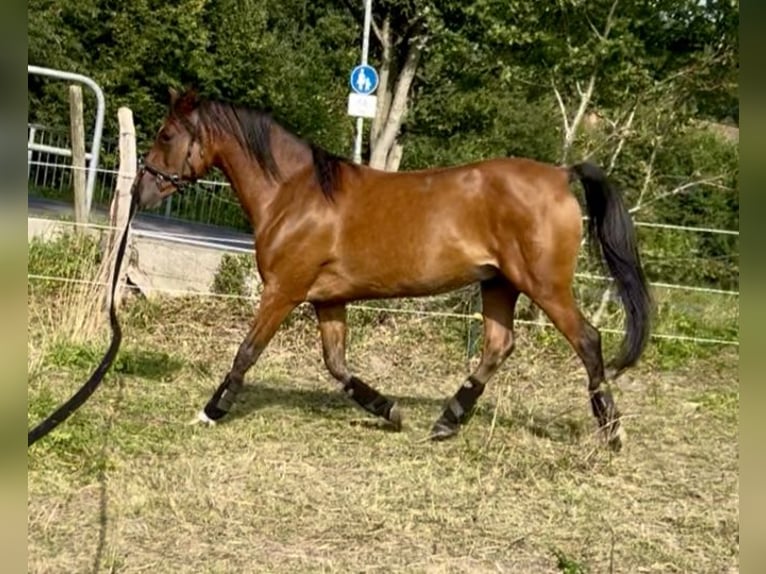Arabian Partbred Gelding 10 years 14,1 hh Brown in Osterr&#xF6;nfeld