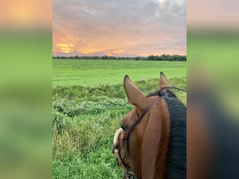 Arabian Partbred Gelding 10 years 14,1 hh Brown in Osterr&#xF6;nfeld