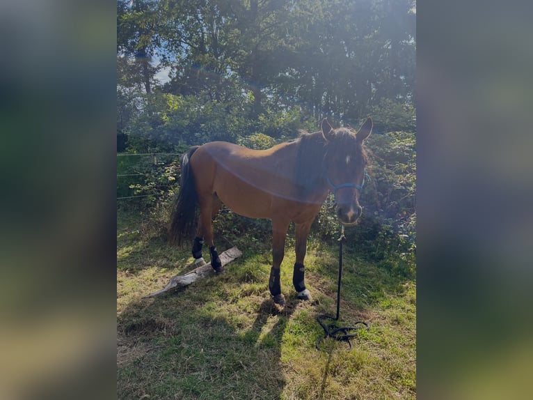Arabian Partbred Gelding 10 years 14,1 hh Brown in Osterr&#xF6;nfeld