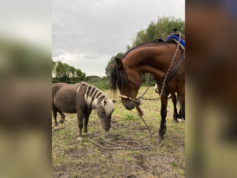Arabian Partbred Gelding 10 years 14,1 hh Brown in Osterr&#xF6;nfeld