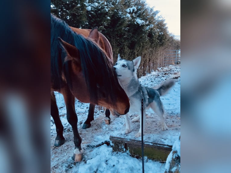 Arabian Partbred Gelding 10 years 14,1 hh Brown in Osterr&#xF6;nfeld