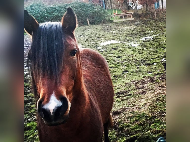 Arabian Partbred Gelding 10 years 14,1 hh Brown in Osterr&#xF6;nfeld