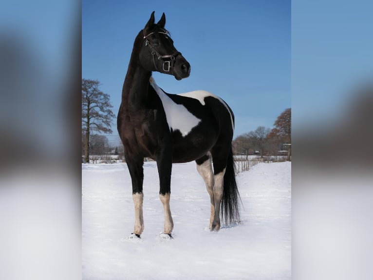 Arabian Partbred Gelding 10 years 15,3 hh Pinto in Norderstedt