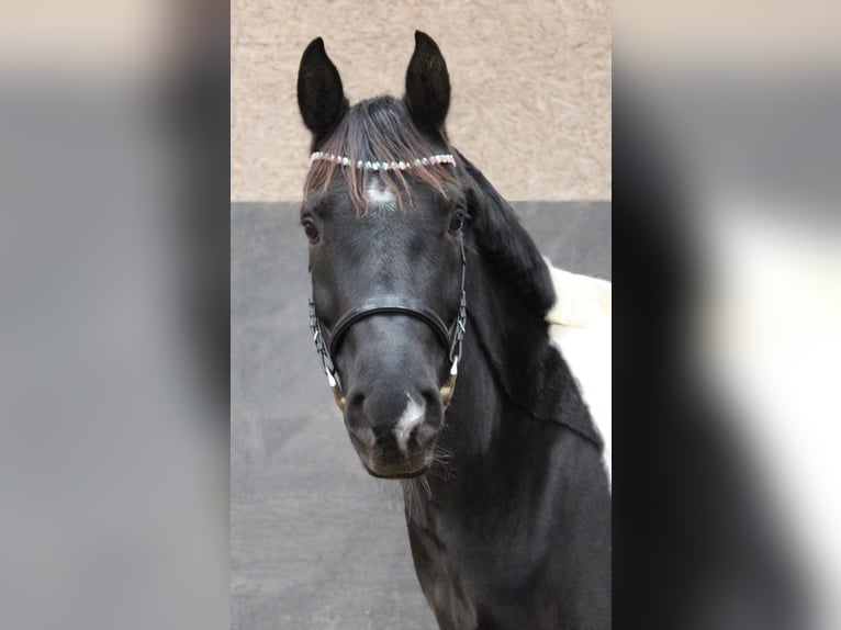 Arabian Partbred Gelding 10 years 15,3 hh Pinto in Norderstedt